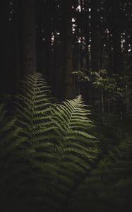 Preview wallpaper fern, branches, trees, forest