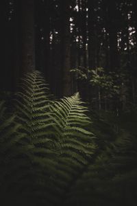 Preview wallpaper fern, branches, trees, forest