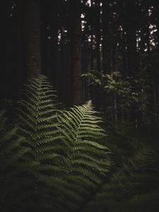 Preview wallpaper fern, branches, trees, forest