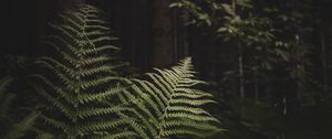 Preview wallpaper fern, branches, trees, forest