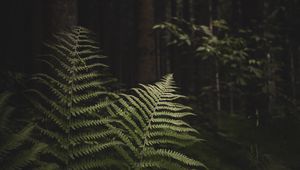 Preview wallpaper fern, branches, trees, forest