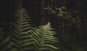 Preview wallpaper fern, branches, trees, forest