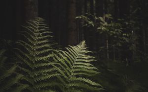 Preview wallpaper fern, branches, trees, forest