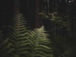 Preview wallpaper fern, branches, trees, forest