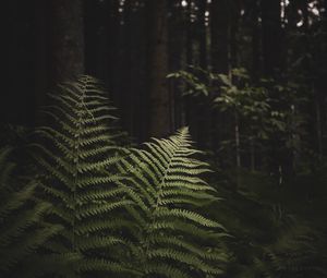 Preview wallpaper fern, branches, trees, forest