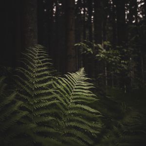 Preview wallpaper fern, branches, trees, forest