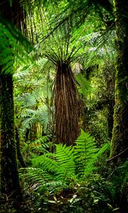 Preview wallpaper fern, branches, trees, jungle