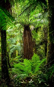 Preview wallpaper fern, branches, trees, jungle