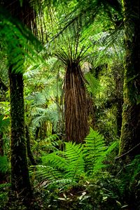 Preview wallpaper fern, branches, trees, jungle