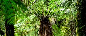 Preview wallpaper fern, branches, trees, jungle