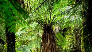 Preview wallpaper fern, branches, trees, jungle