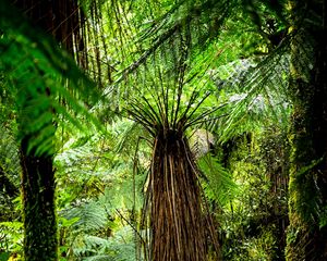 Preview wallpaper fern, branches, trees, jungle