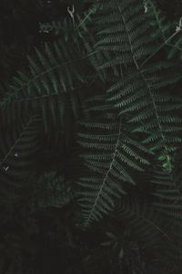 Preview wallpaper fern, bush, branch, plant