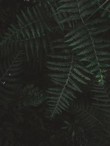 Preview wallpaper fern, bush, branch, plant