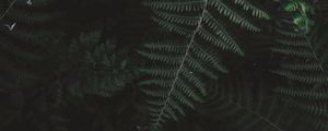 Preview wallpaper fern, bush, branch, plant