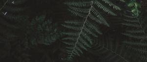 Preview wallpaper fern, bush, branch, plant