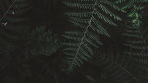Preview wallpaper fern, bush, branch, plant