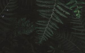 Preview wallpaper fern, bush, branch, plant