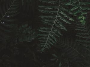Preview wallpaper fern, bush, branch, plant