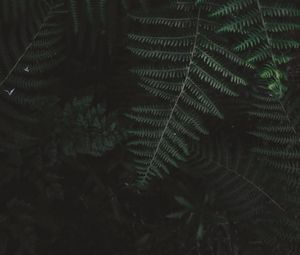 Preview wallpaper fern, bush, branch, plant