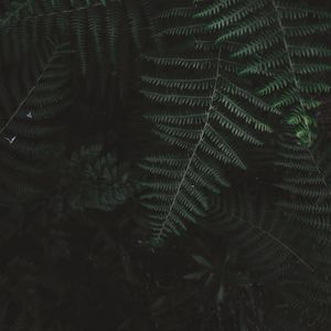 Preview wallpaper fern, bush, branch, plant