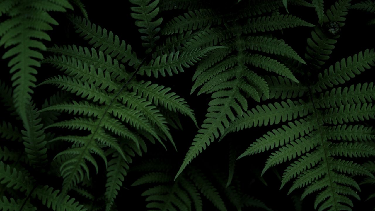 Wallpaper fern, bush, green