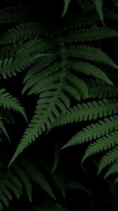 Preview wallpaper fern, bush, green