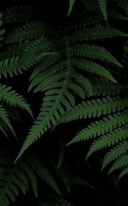 Preview wallpaper fern, bush, green