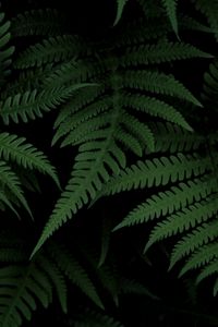 Preview wallpaper fern, bush, green