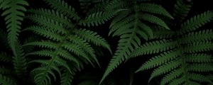 Preview wallpaper fern, bush, green