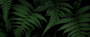 Preview wallpaper fern, bush, green