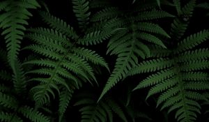 Preview wallpaper fern, bush, green