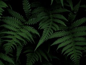 Preview wallpaper fern, bush, green