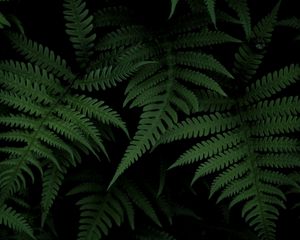 Preview wallpaper fern, bush, green