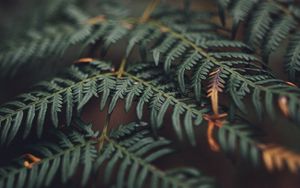Preview wallpaper fern, carved, leaves, macro, green