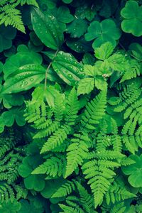 Preview wallpaper fern, clover, plants, green