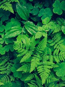 Preview wallpaper fern, clover, plants, green