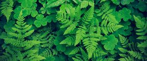 Preview wallpaper fern, clover, plants, green