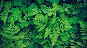 Preview wallpaper fern, clover, plants, green