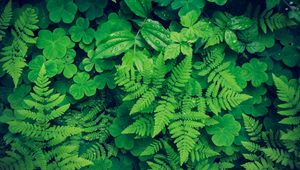 Preview wallpaper fern, clover, plants, green