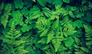 Preview wallpaper fern, clover, plants, green