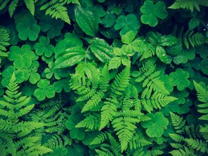 Preview wallpaper fern, clover, plants, green