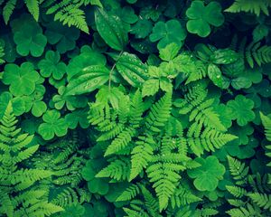 Preview wallpaper fern, clover, plants, green