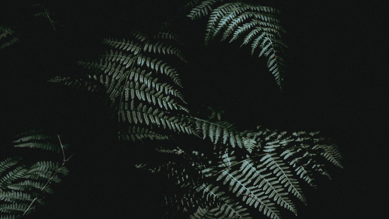 Wallpaper fern, dark, darkness, plant, leaves