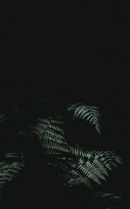 Preview wallpaper fern, dark, darkness, plant, leaves