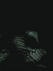 Preview wallpaper fern, dark, darkness, plant, leaves