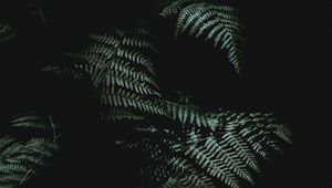 Preview wallpaper fern, dark, darkness, plant, leaves