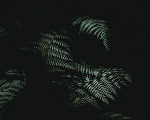 Preview wallpaper fern, dark, darkness, plant, leaves