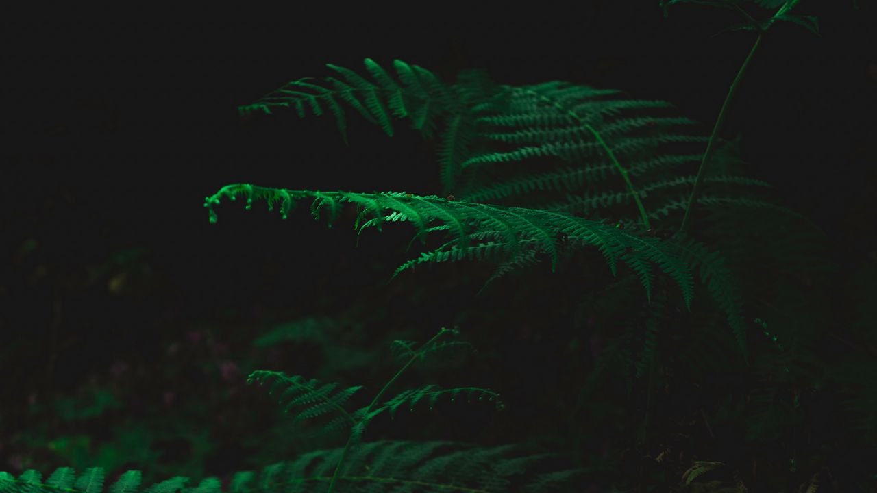 Wallpaper fern, dark, green, plant, leaves