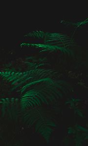 Preview wallpaper fern, dark, green, plant, leaves